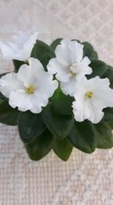 17 iul - Alans White Feather