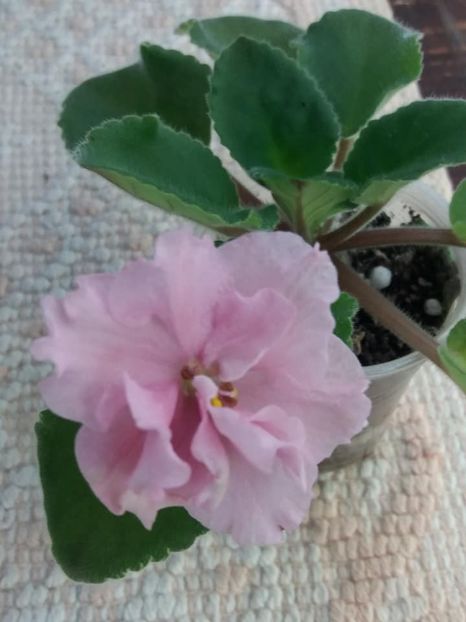 16 mai - ZZ LE Lyudmila