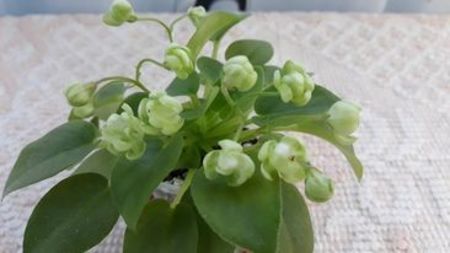 17 iul - RS Zimniy Tswetok