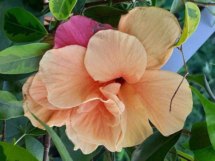  - Înfloriți 2018-2021