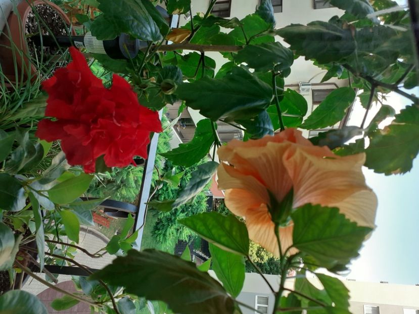  - Înfloriți 2018-2021