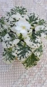 17 iul - Rob s Sugar Cube