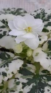 17 iul - Rob s Sugar Cube