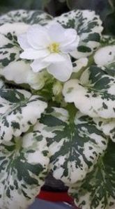 17 iul - Rob s Sugar Cube