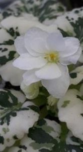 17 iul - Rob s Sugar Cube