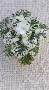 17 iul - Rob s Sugar Cube