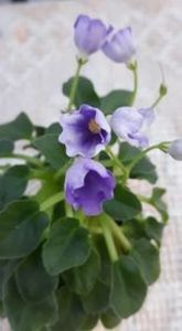 17 iul - Honeymoon Trail