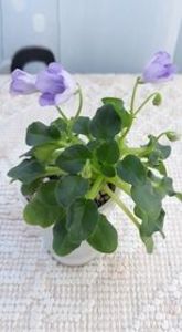 17 iul - Honeymoon Trail