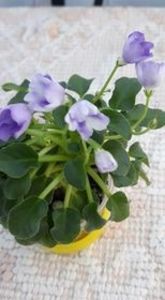 17 iul - Honeymoon Trail