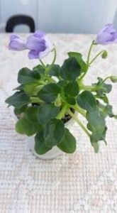 17 iul - Honeymoon Trail