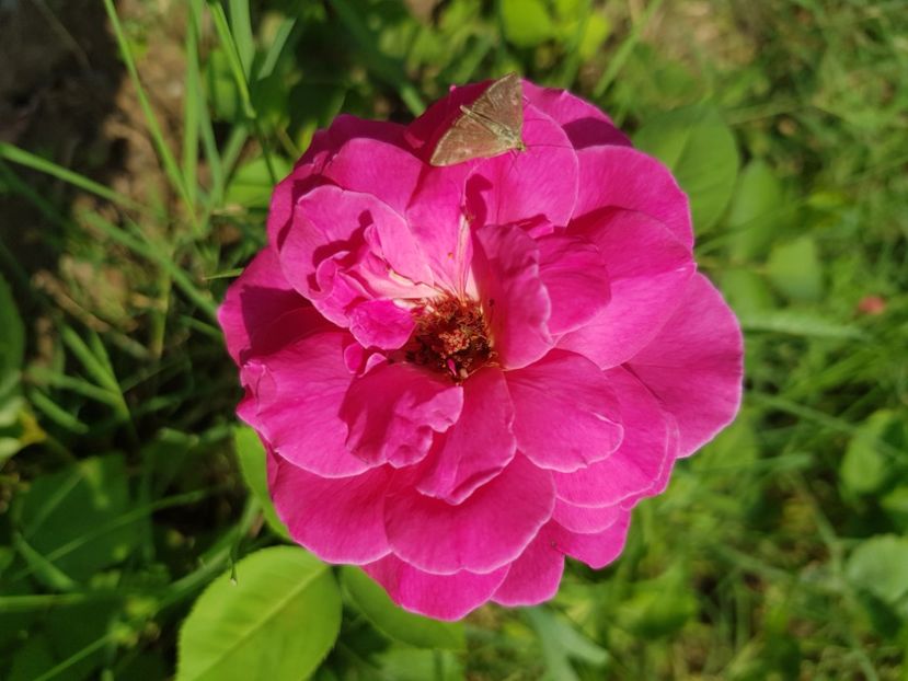 Dublura - Trandafiri la baltă 2021