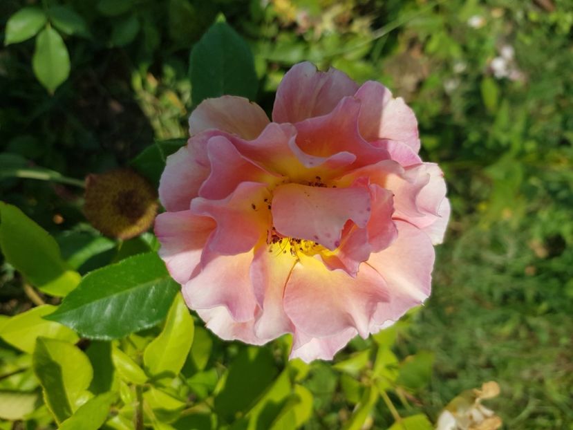 La France libre - Trandafiri la baltă 2021