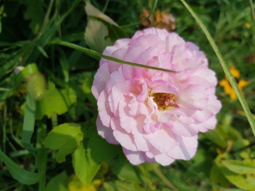  - Trandafiri la baltă 2021