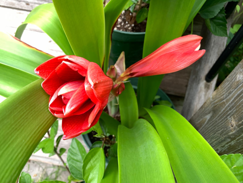  - Jurnalul gradinii 2021