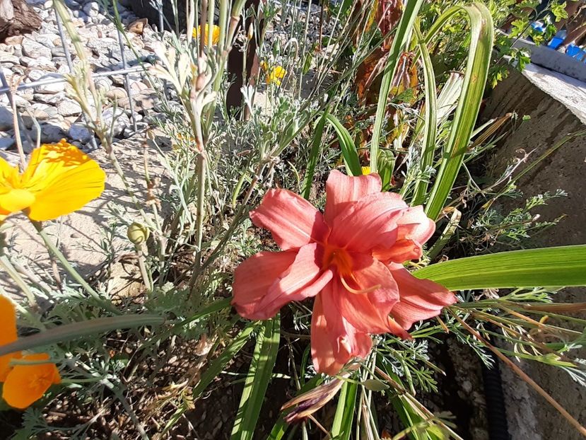 Double passion - Hemerocallis 2021