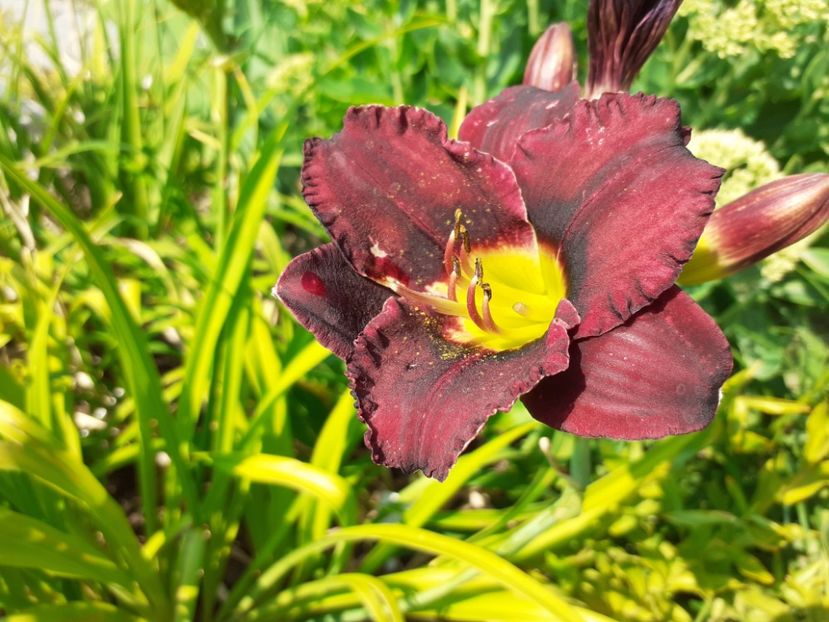 Cinderella dark side - Hemerocallis 2021