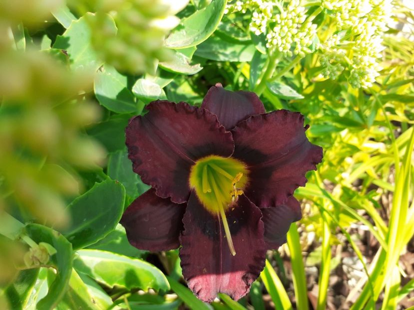 Cinderella dark side - Hemerocallis 2021