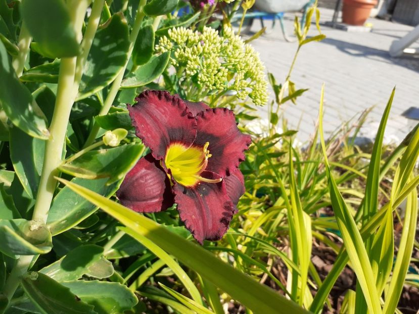 Cinderella dark side - Hemerocallis 2021