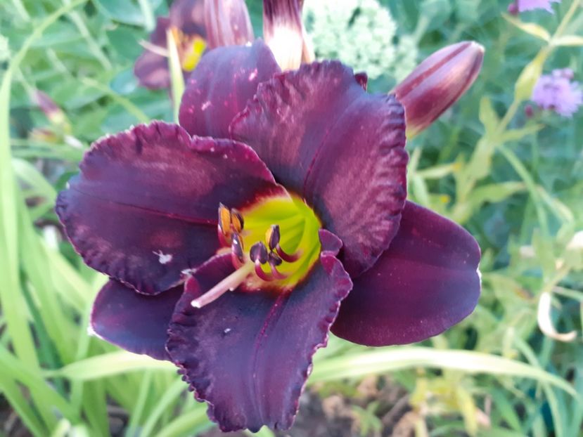 Cinderella dark side - Hemerocallis 2021