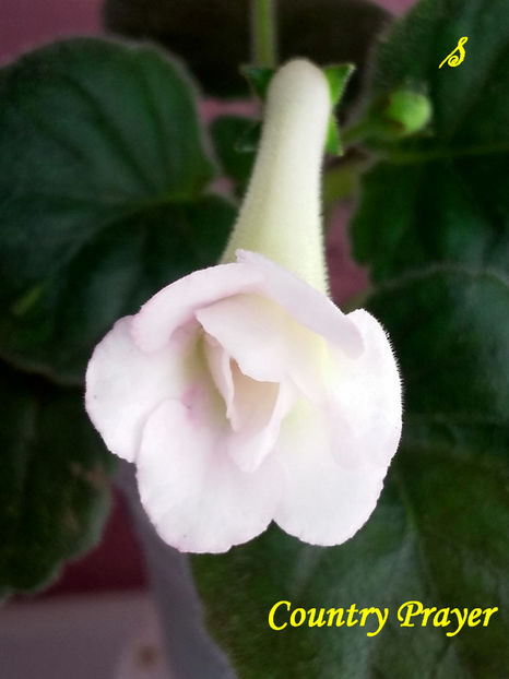 Country Prayer(25-07-2021)prima floricica - Sinningii 2021