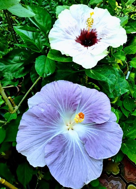  - Hibiscus Moorea Mangy Blue