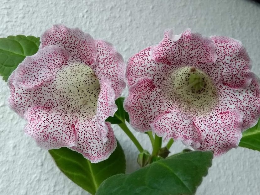 31b - Gloxinia din seminte 2020-2021