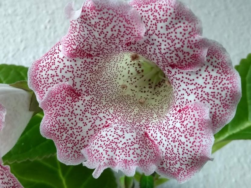 31c - Gloxinia din seminte 2020-2021
