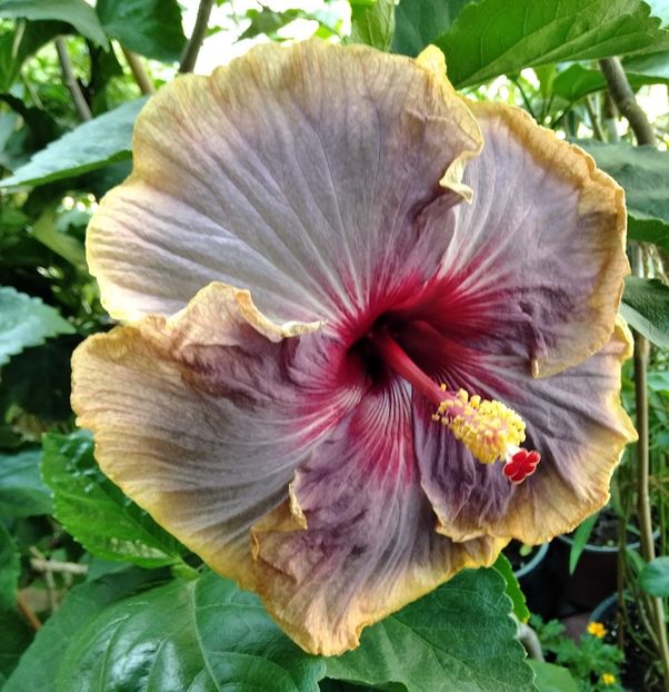  - Hibiscus Luck by Chance