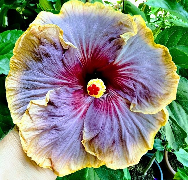  - Hibiscus Luck by Chance