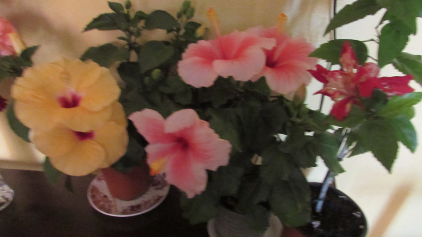  - Hibiscus 2021