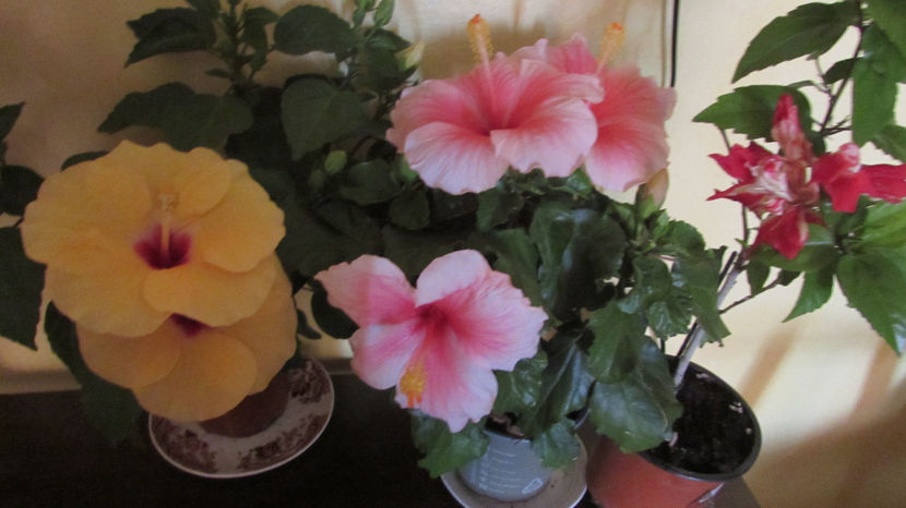  - Hibiscus 2021