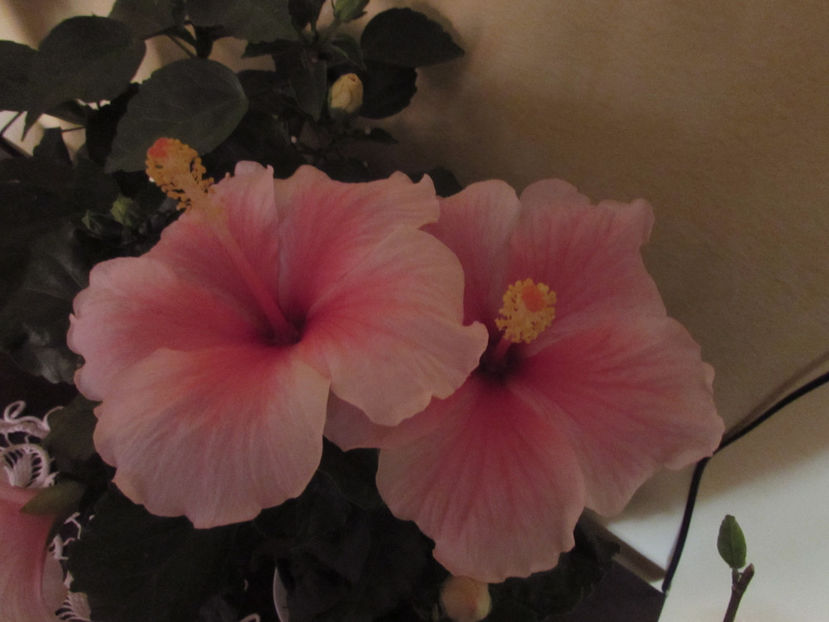  - Hibiscus 2021