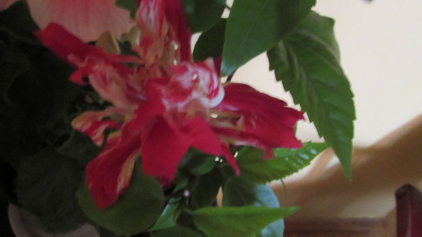  - Hibiscus 2021