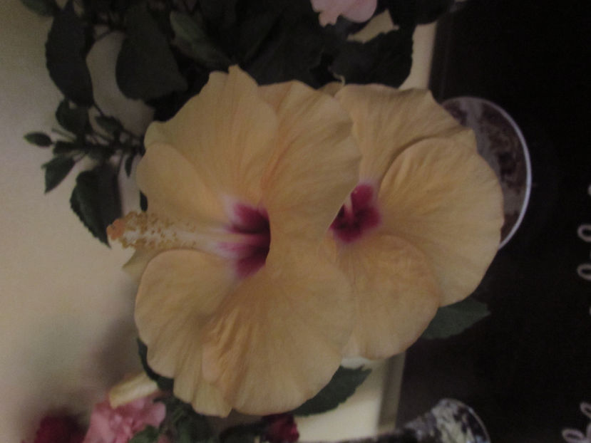  - Hibiscus 2021