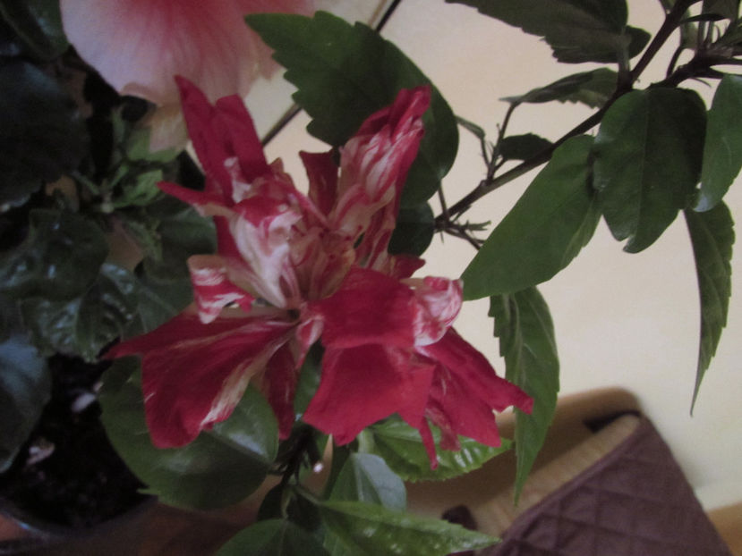  - Hibiscus 2021
