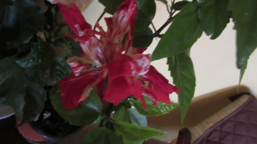  - Hibiscus 2021