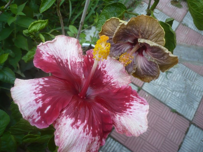 P1500073 - HIBISCUSI 2021-3