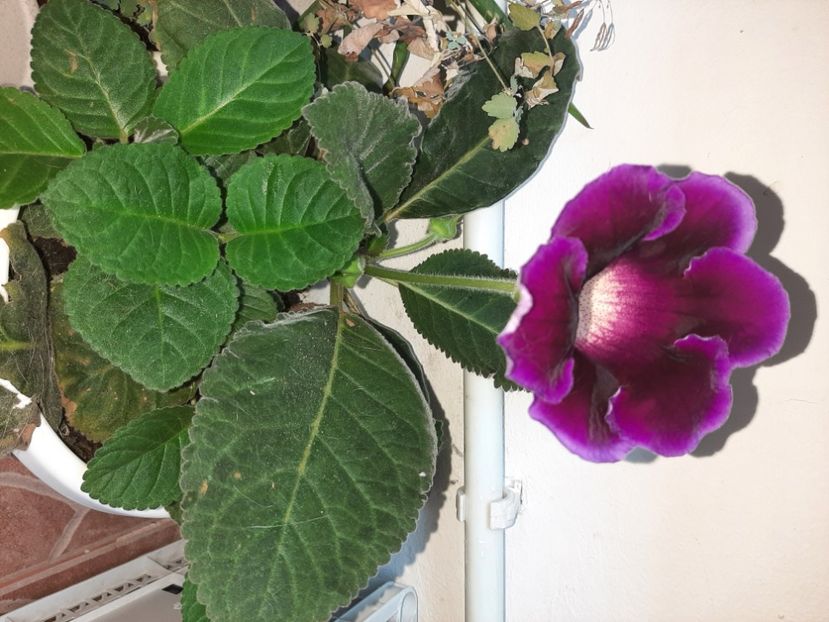  - Florile mele în iulie 2021