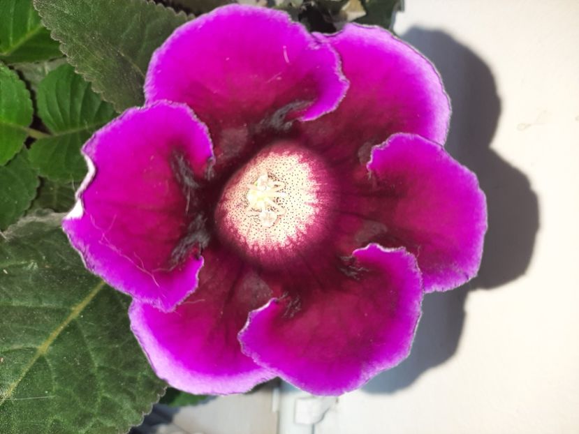  - Florile mele în iulie 2021