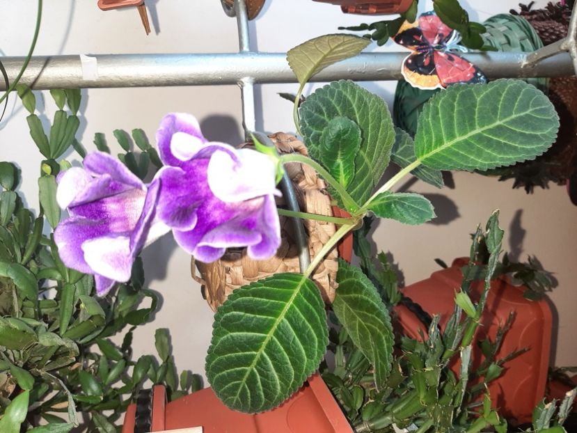  - Florile mele în iulie 2021