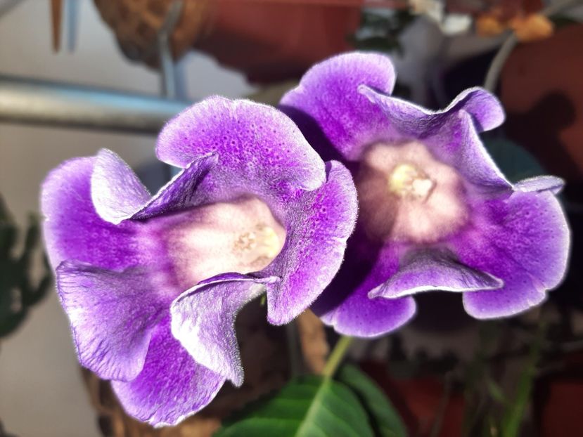  - Florile mele în iulie 2021