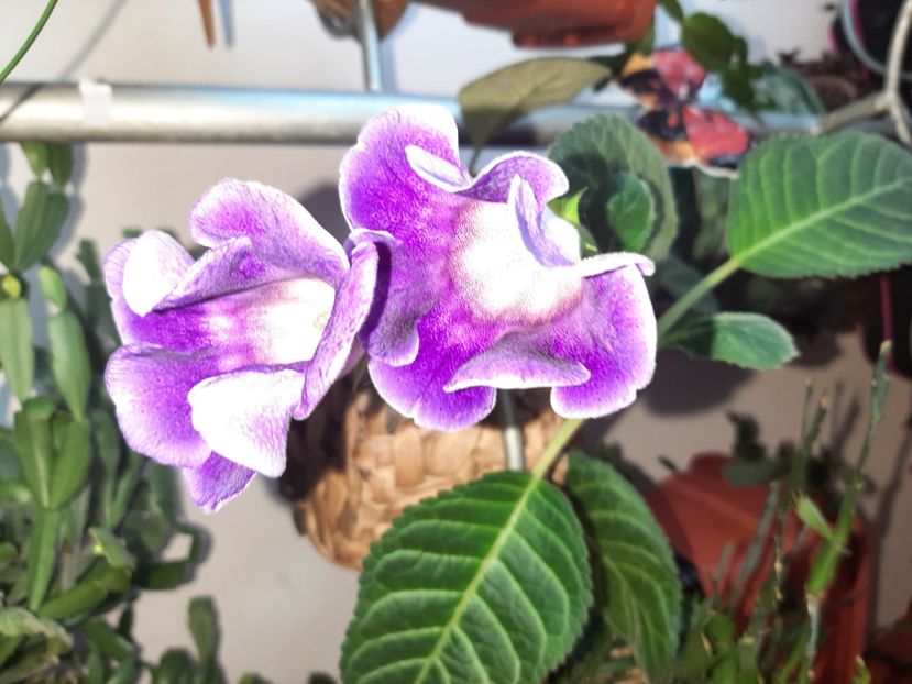  - Florile mele în iulie 2021