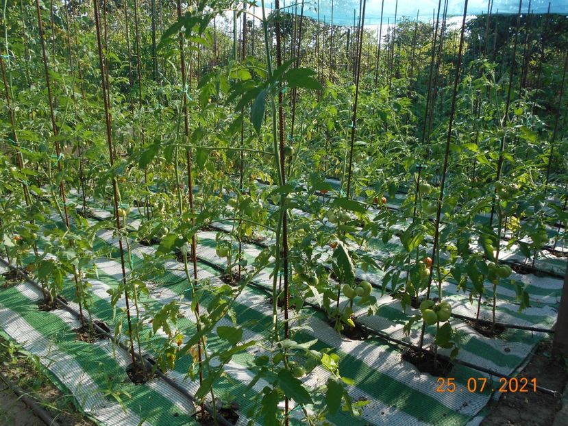  - 02 Gradina de legume 2021