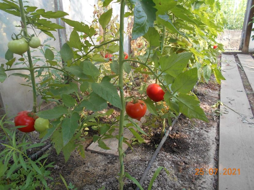  - 02 Gradina de legume 2021