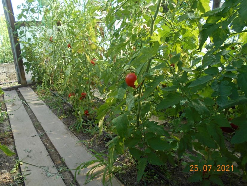  - 02 Gradina de legume 2021