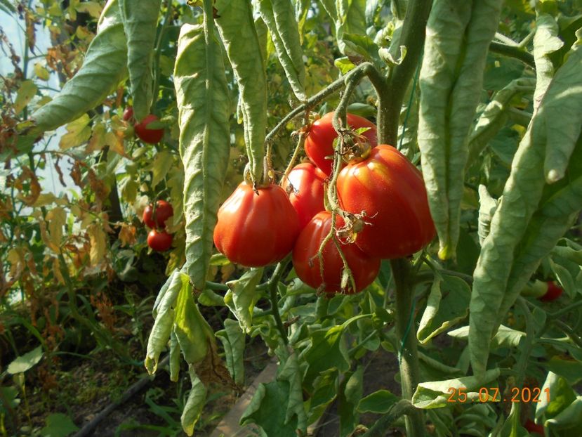  - 02 Gradina de legume 2021