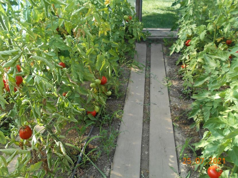  - 02 Gradina de legume 2021