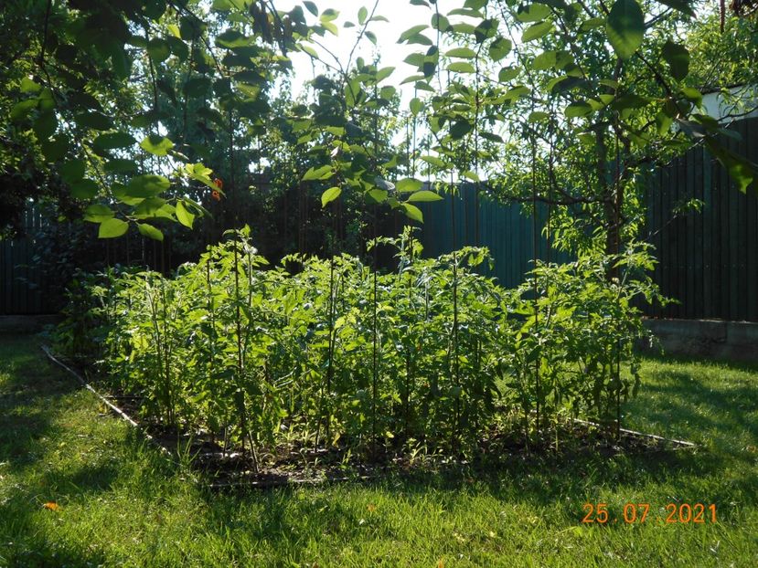  - 02 Gradina de legume 2021