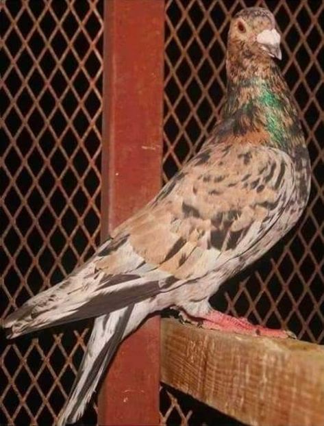  - NU IMI APARTIN ALBUM NR 2