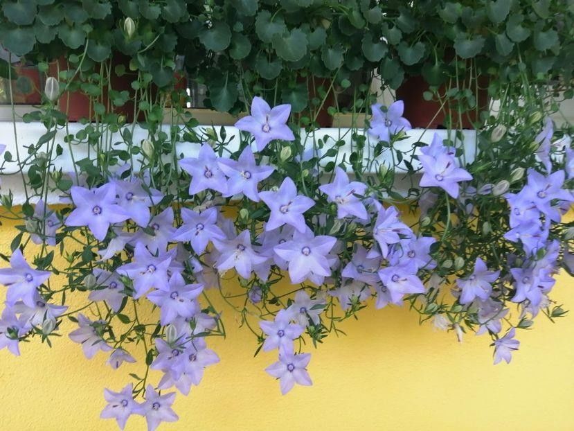  - Campanula